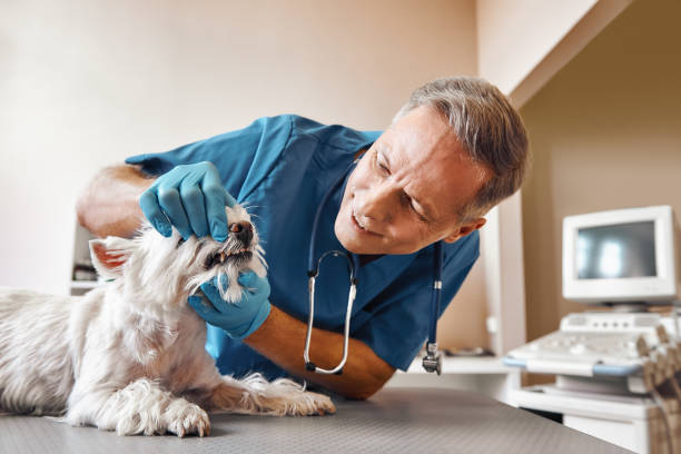 Best 24-Hour Emergency Dentist in Marco Island, FL
